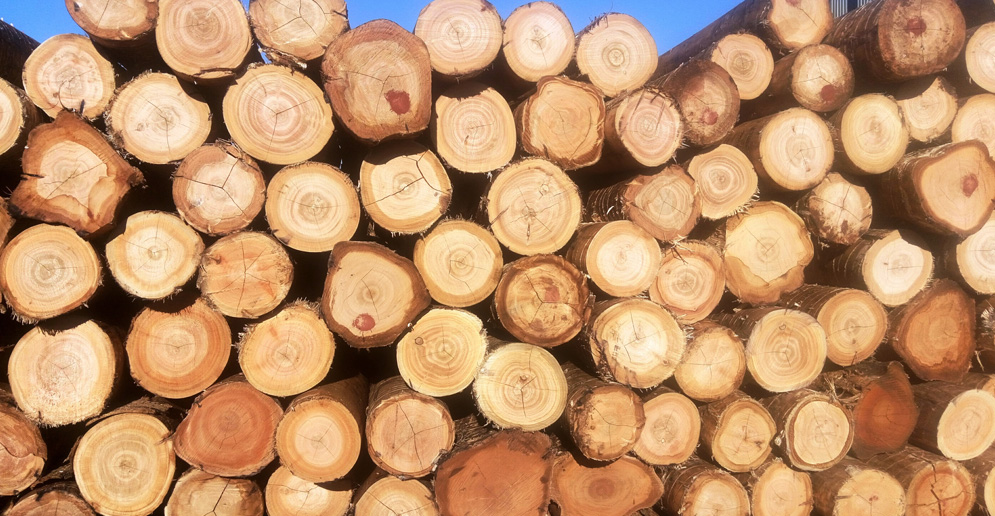 CEL_Tapebicua_GrupoTapebicua_Bosques_1